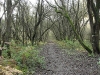 Maidenhead thicket