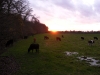 Cows near Marlow