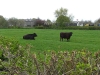 Black cows